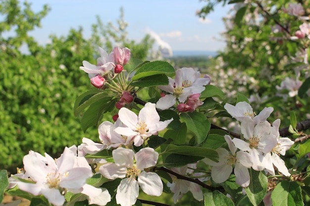 Closeup of a blooming apple tree with pink and white blossoms