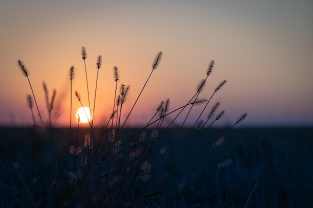 夕日の光の中で咲く秋の草のクローズアップ