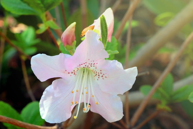 公園に咲く美しい花のクローズアップ柔らかい光が花に落ちる、自然の背景