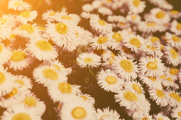 Closeup of blooming chamomile in garden, summer background. Photography magical flower on blurred background