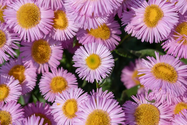 Closeup of blooming chamomile in garden, summer background. Photography magical flower on blurred background