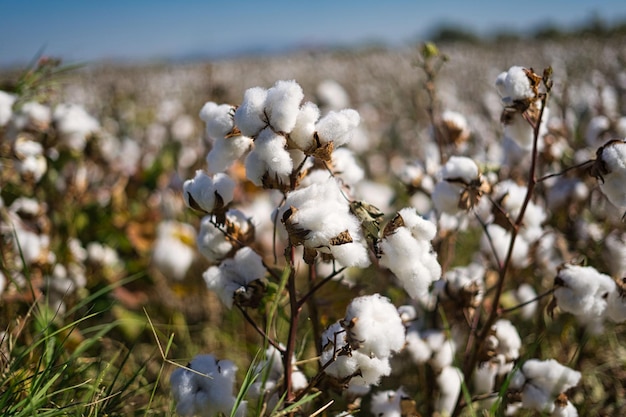 Closeup of blooming cottons on cotton field