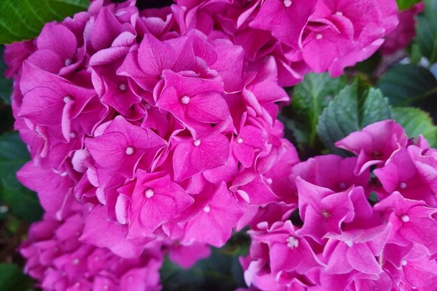 Closeup of a blooming hydrangea in the garden