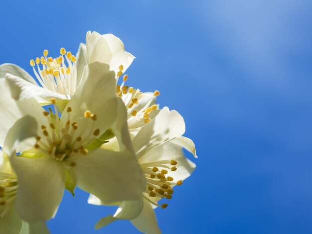 Closeup blooming jasmine against the blue sky