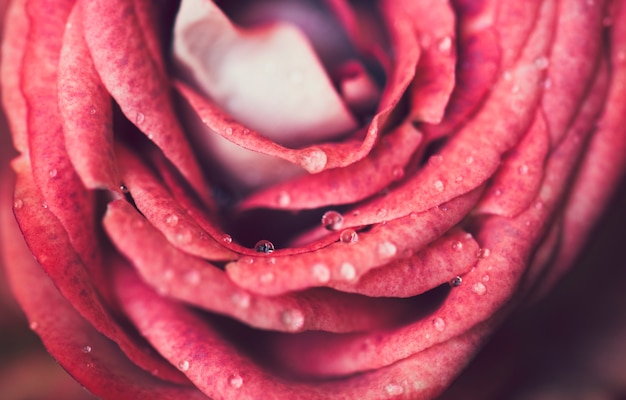 Photo closeup of a blooming pink rose