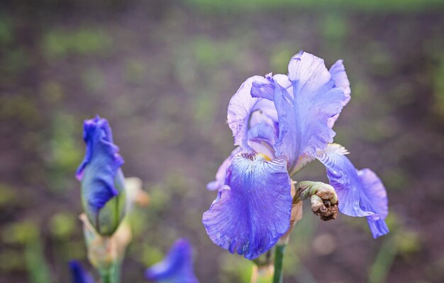 Closeup of blooming purple Iris sibirica sibirian iris with little fly in front of natural green and brown background Selective focus