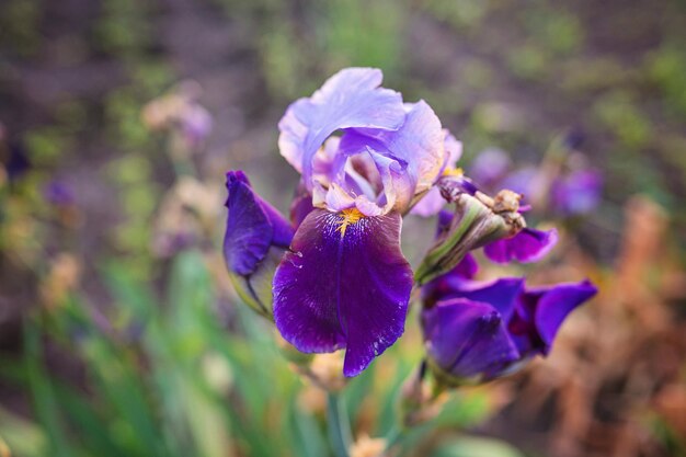 Крупный план цветущего фиолетового Iris sibirica sibirian iris с маленькой мухой перед естественным зеленым и коричневым фоном Выборочный фокус