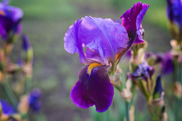自然な緑と茶色の背景の前に小さなハエと咲く紫色のアイリス sibirica シビリアン アイリスのクローズ アップ セレクティブ フォーカス