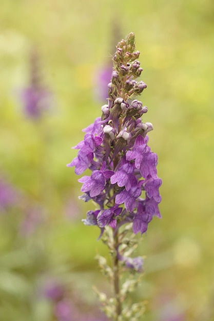 꽃이 피는 보라색 Linaria purpurea 꽃의 클로즈업