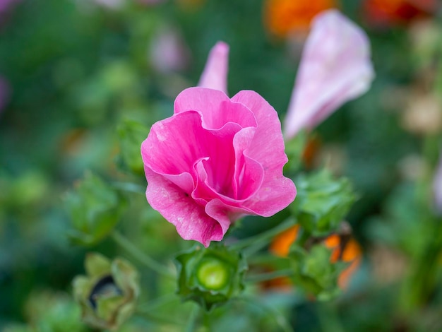 昼間の太陽の光線で咲く紫色のアカバナ科の花のクローズアップ