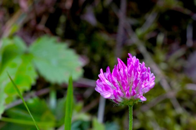 Closeup on a blooming red clover flower