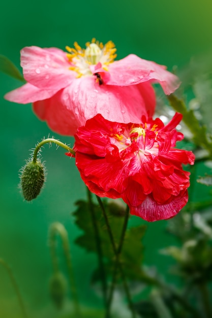 Closeup of the blooming red poppy flowers and poppy buds.