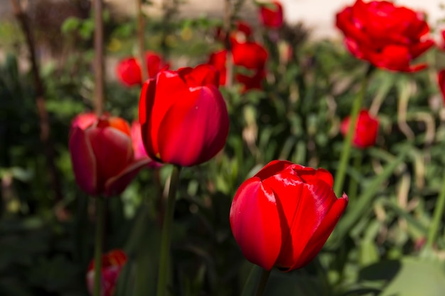 フラワーアレンジメントの背景を形成する真っ赤な花びらを持つ咲く赤いチューリップ チューリップの花のクローズ アップ