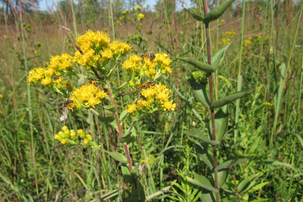 Крупный план цветущего Solidago virgaurea в поле