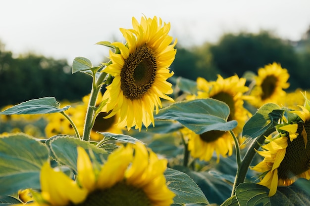 Closeup of blooming sunflower