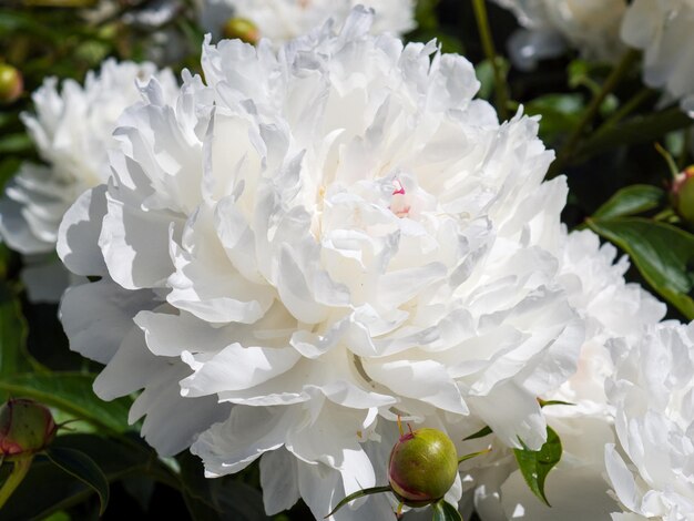 Closeup of a blooming white peony in the garden of a private house