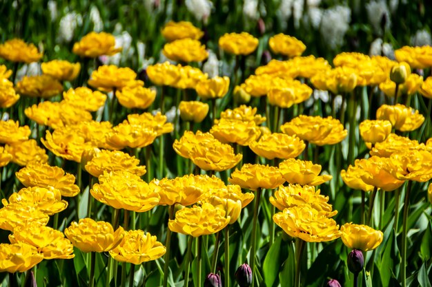 黄色のチューリップの開花のクローズ アップ 黄色の花びらを持つチューリップの花