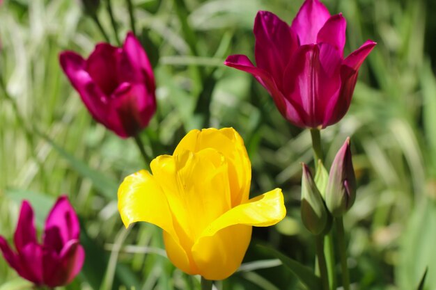 自然な黄色の背景の選択的なソフトフォーカスで庭の花のチューリップのクローズアップ