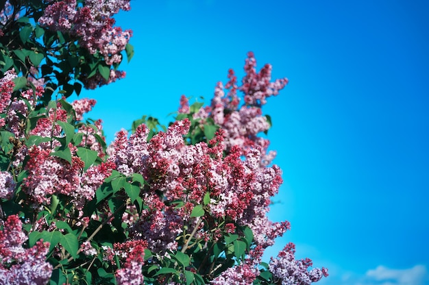 Closeup of blossomed lilac flower bushes against blue sky