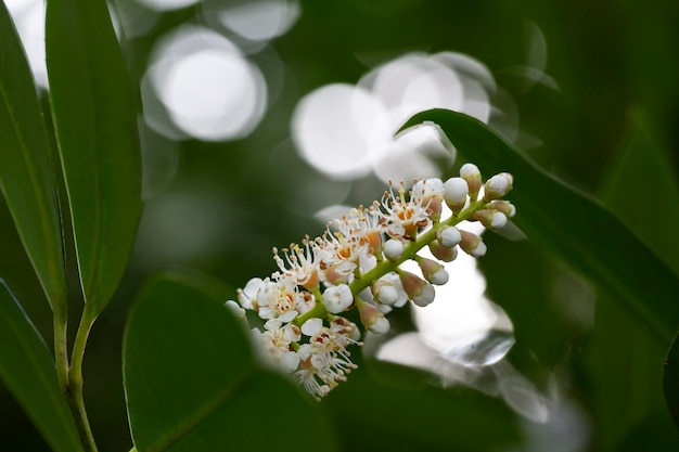 Closeup blossoms cherry laurel Prunus laurocerasus Genolia on a blurry background selective focus