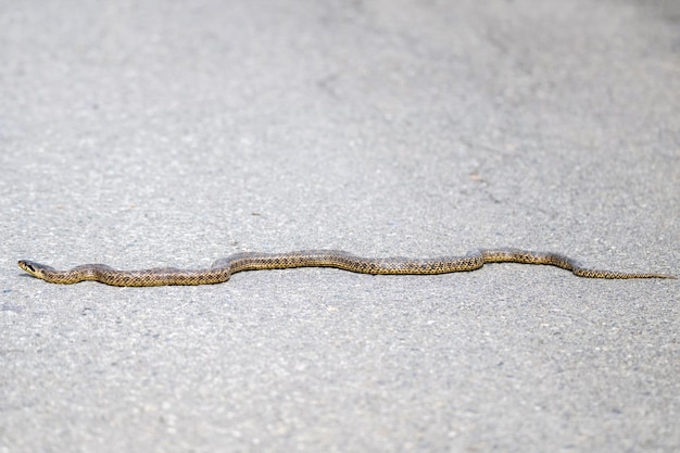 Closeup of blotched snake or elaphe sauromates on asphalt road