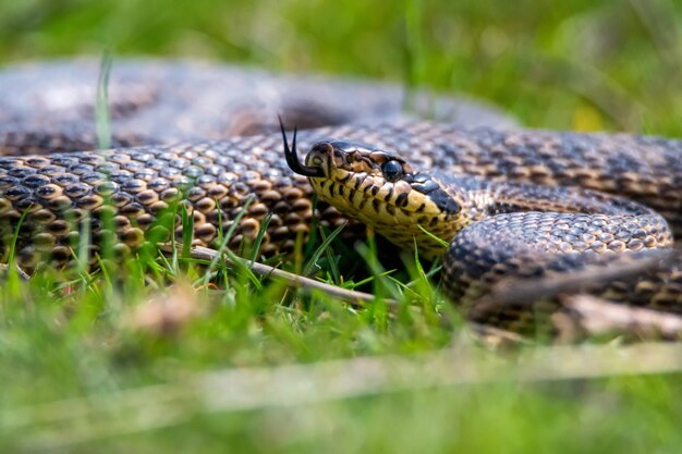 Closeup of blotched snake or elaphe sauromates showing its tongue