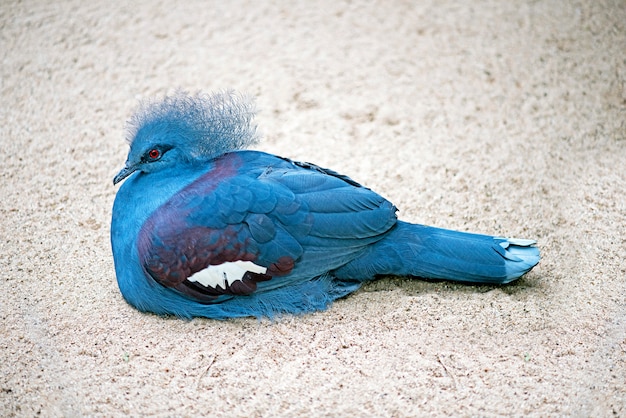 Closeup of blue crowned pigeon