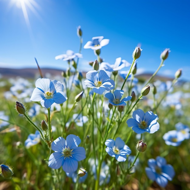 Closeup of blue flax flowers in a field on a sunny day