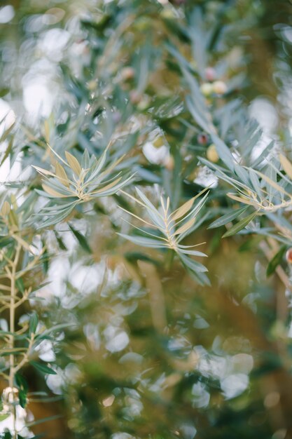 A closeup of blue fox trees on the branches a small depth of field