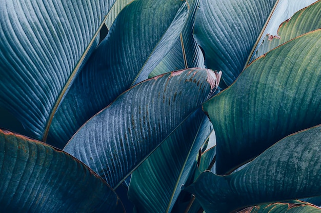 Closeup of blue leaves background