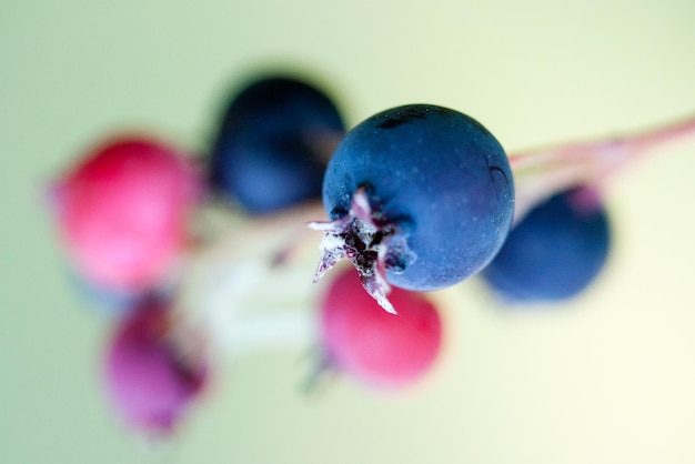 Closeup of blue and red shadberry on a branch with a blurred background