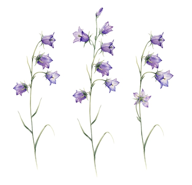 Closeup of blue spreading bellflower flowers Campanula patula little bell bluebell rapunzel harebell Watercolor hand painting illustration on isolate white background