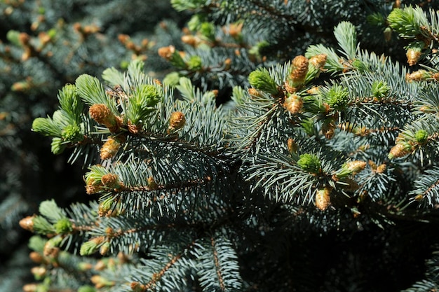 Closeup of a blue spruce branch with young needles