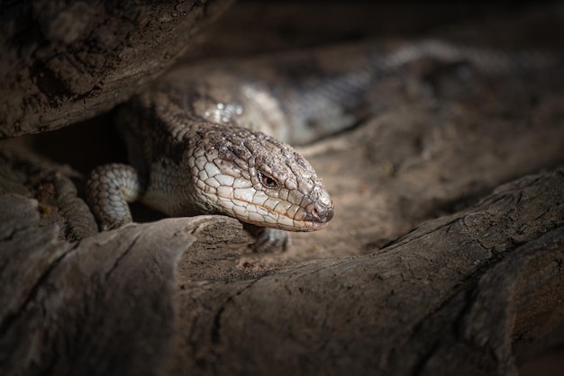 Closeup of a blue-tongued lizard on a log in the zoo