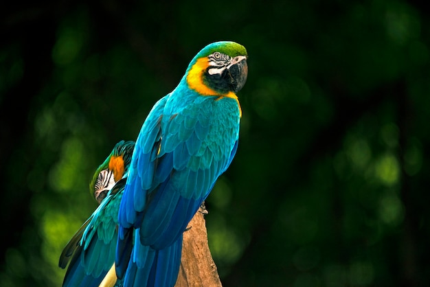 青と黄色のコンゴウインコまたはアララcanindeのクローズアップ