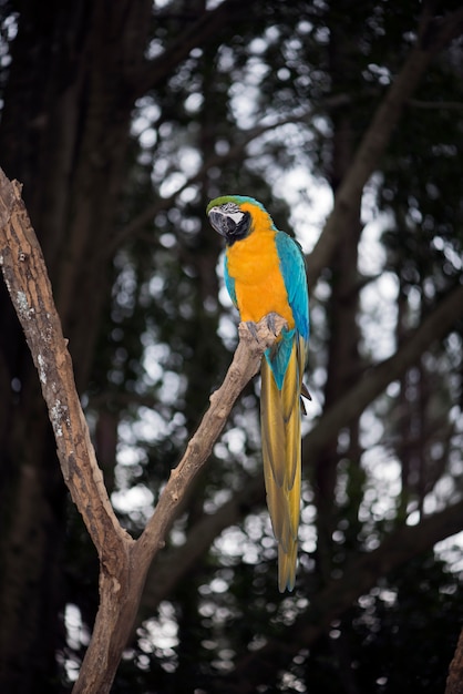 青と黄色のコンゴウインコまたはアララcanindeのクローズアップ