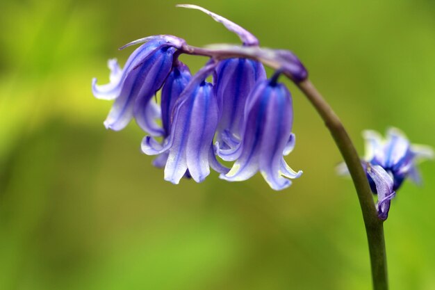 Closeup of bluebell flowers in a garden