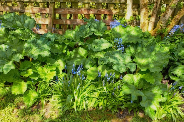 Closeup of Bluebell growing in a green garden in springtime with a wooden gate background Macro details of vibrant blue flowers in harmony with nature tranquil and wild in a zen quiet backyard