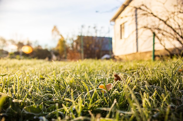 Closeup blurry natural background frozen grass with ice branch in winter