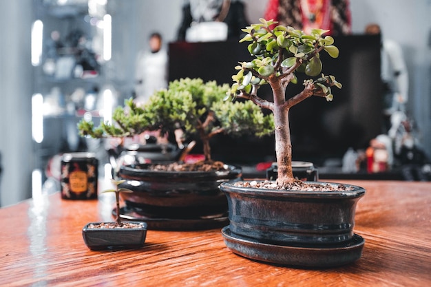 Foto una foto da vicino di una pianta di bonsai