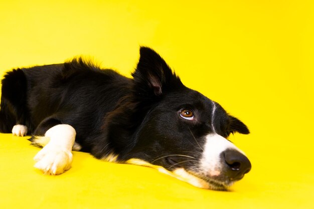 Closeup of Border Collie 15 years old looking at a camera against red and yellow background