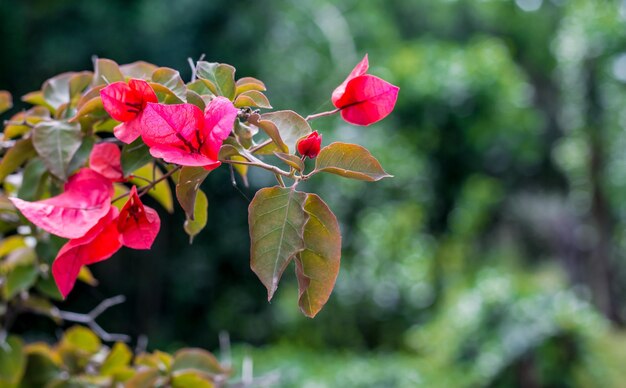 Closeup of bougainvillea flowers