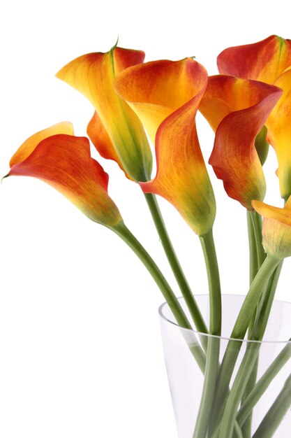 Closeup of a bouquet of calla lilies in a glass vase Isolated on white background