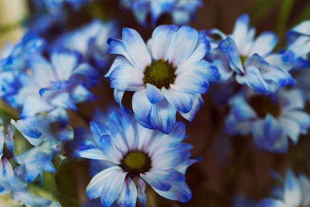 Closeup of a bouquet of gerbera flowers