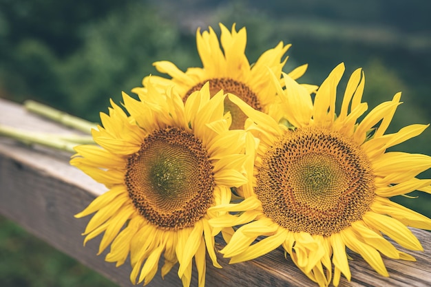 背景をぼかした写真にひまわりの花束をクローズ アップ