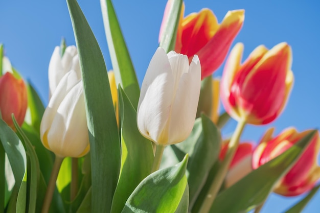 Closeup of a bouquet of tulips