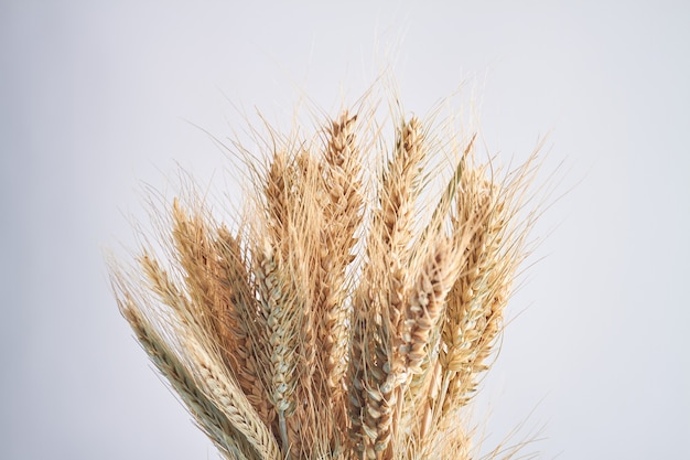 Closeup bouquet of wheat spikelets isolated on white background