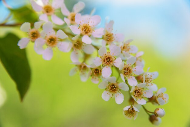 空に対して明るくバックライトで照らされた鳥桜の枝のクローズアップ