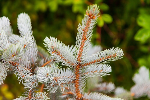 Closeup on a branch of blue spruce with needles before Christmas and New Year in the garden