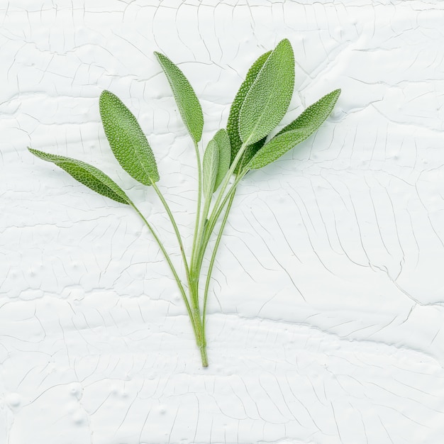 Closeup branch fresh sage leaves